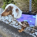 Easyfit Dog Harness - Size S